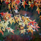 Illustration for article titled 76 Stunning Photos Of Fall Leaves